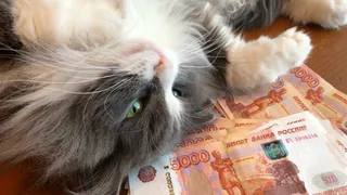 Бюджет Татарстана в 2026 году получит свыше 53 млрд рублей за счёт акцизов