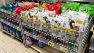 "Не вздумайте брать": Роскачество назвало самые худшие корма для кошек