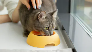 Не травите этим кошек: Роскачество представило самые худшие марки корма для питомцев