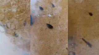 В Рязанской области на Пре нашли речных современников динозавров