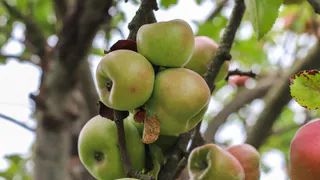Берём бельевую верёвку и наматываем на ствол дерева: муравьёв и тли больше не увидите