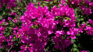 Петунии и пионы в пролете: аромат этого многолетника на несколько км в округе – растет даже в тенистых местах