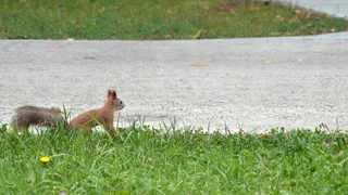 В двух городах Южного Урала ввели карантин из-за бешенства 