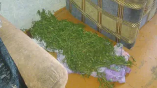 Полиция нашла у жителя Брянска 2 килограмма марихуаны