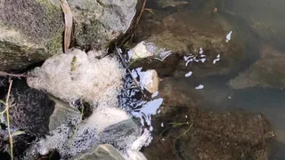 В реке Пекша в Кольчугинском районе погибли рыбы