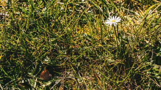 Опасный сорняк обнаружил Россельхознадзор в Башмаковском районе