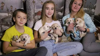 В Клинцах подаренный Президентом Путиным лабрадор обзавелся потомством