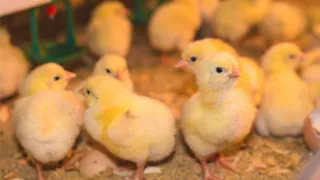 «Мираторг» увеличит брянское производство мяса птицы до 178 тысяч тонн в год