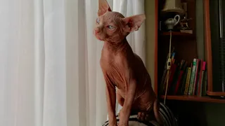 Две дюжины хвостатых: подборка участников конкурса "Мартовский кот"