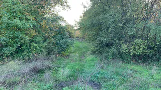 Весенняя трава, которую в России едят только коровы, а в Китае обожают пенсионеры - растет у многих в огородах