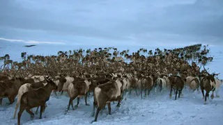 В Коми оленеводческим хозяйствам угрожает бешенство