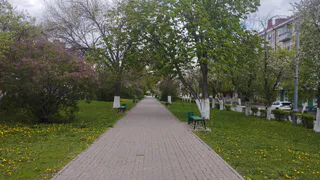  Возле цирка в Рязани высадили 30 сосен