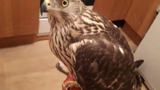 У рязанца улетел домашний ястреб: комментирует ветеринар