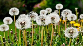 Траву на дорожках не рву и ничем не поливаю: секунда — и сорняков нет — жаль, раньше не догадался так делать