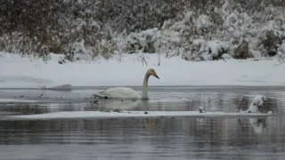 В Пензенской области готовы спасти одинокого лебедя