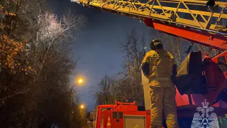 Сотрудники МЧС Пензы сняли с дерева двух мужчин и кота