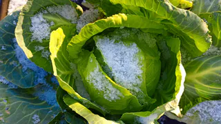 Дачники неспроста раскладывают по участку капустные листья: расставляют приманку в октябре - получаю урожай с излишками