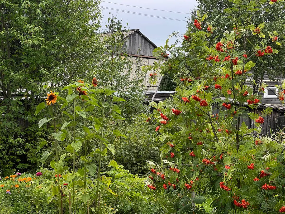 «Инвестиции в весну»: какие осенние работы на даче обеспечат цветущий сад и богатый урожай