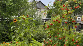 Сидераты — обман для дачника. Мой опыт доказывает, что от них один вред