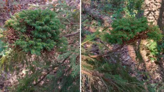 В Мещерском лесу обнаружили редкую «ведьмину метлу»