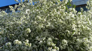 Холодный север и тепло юга разделили погоду в Коми 6 июня