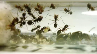 Муравьев и тлю сдует после такого: дешевое аптечное средство спасет урожай