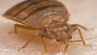 Клопы напали на Рязань. Заражены даже медучреждения