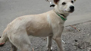 Посмотрите на дружелюбную малышку! Она многое пережила и рискует снова оказаться на улице