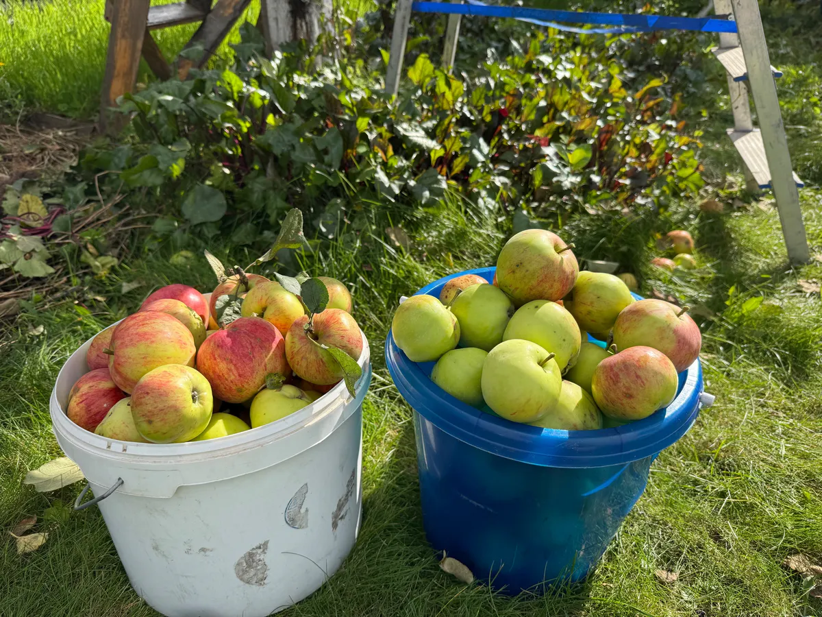 Секрет сентябрьской подкормки: 2 ведра под яблоню — и урожай следующего года удивит всех соседей