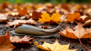 Прожорливые слизни на моем участке не зимуют: выгоняю всех вредителей в октябре простыми и копеечными способами
