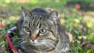 Секрет, который знают ветеринары: как определить возраст кошки за 5 минут - полезно знать всем владельцам