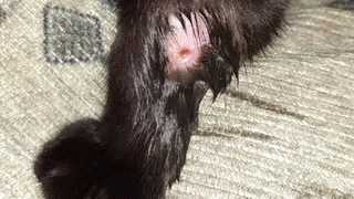 Неизвестный расстреливает кошек в Белых Берегах