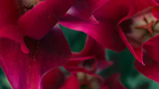 Проведите декабристу чайную церемонию – зимой ошалеете от обильного цветения