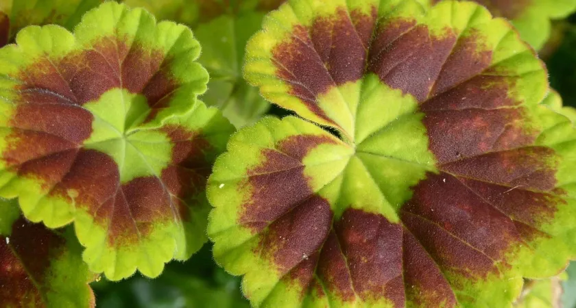 Положила лист герани под холодильник — и бед не знаю: вот к чему это привело — все домашние вздохнули свободно