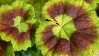 Положила лист герани под холодильник — и бед не знаю: вот к чему это привело — все домашние вздохнули свободно