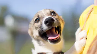 Дай лапку: Коппер, Лора и Тайсон в поисках хозяев