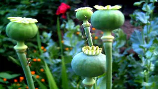 Семейный бизнес: в Нижнекамске мать и дочь сбывали маковую солому