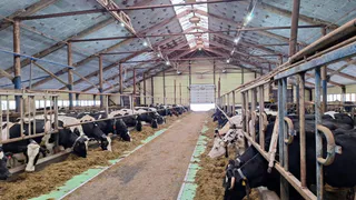 Корткеросский район и Коми отмечают 20-летие флагмана молочного производства