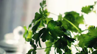 Как ускорить прорастание семян петрушки: простые советы для успешного урожая