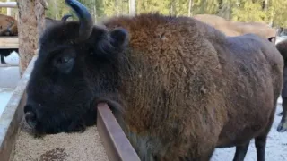 Владимирские аграрные хозяйства содействуют в заботе о зубрах Клязьминско-Лухского заказника