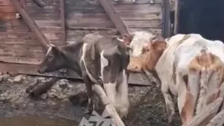Кошмарные условия содержания коров в Челябинской области: жители Троицка требуют вмешательства
