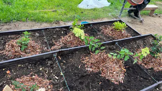 Овощ, который убивает почки: в Европе его больше не употребляют