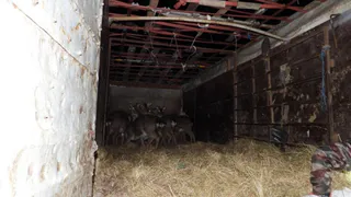 В Шемышейском районе 15 оленей выпустили на волю