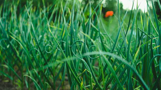 Опрыскала лук — избавилась от луковой мухи: никаких желтых кончиков — только изумрудные яркие перья