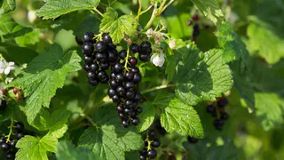 ПОМЕНЯТЬБез дорогой «химии»: за неделю очистила смородину от галловой тли — листья восстановились полностью — больше никаких красных «вздутий»