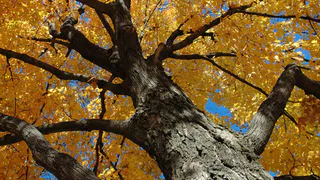 В Рязани возбудили уголовное дело по факту незаконной вырубки деревьев