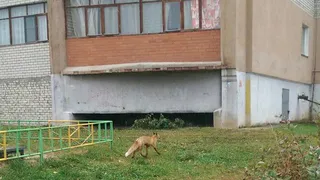 Фото-факт: Лиса гуляет во дворе жилого дома в Дашково-Песочне