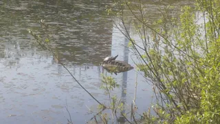 Рязанец обнаружил в пруду нескольких черепах