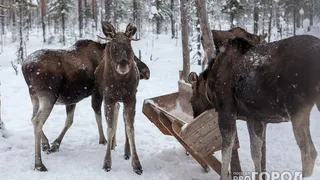 Жителя Коми осудили за убийство лося
