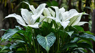 10 ложек на 1 литр — и спатифиллум как подменили: "белые паруса" лезут без остановки, листья выросли размером с тарелку